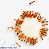 راه های خلاصی از مورچه ها در خانه